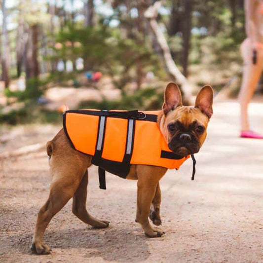 Gilet de sauvetage chien surf plage bouledogue orange