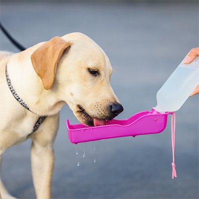 Gourde pour chien bol boire labrador rose