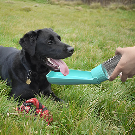 Gourde pour chien bouteille anti-fuite labrador bleu