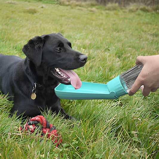 Gourde pour chien bouteille anti-fuite labrador bleu