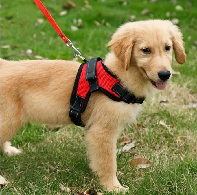 Harnais chien | anti-traction et ajustable