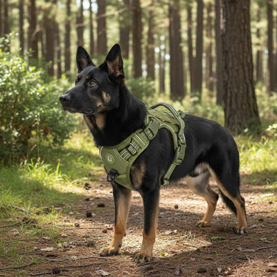 Harnais chien anti-traction | Gilet respirant violet et vert