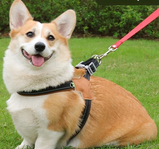 Harnais chien | Cuir et denim