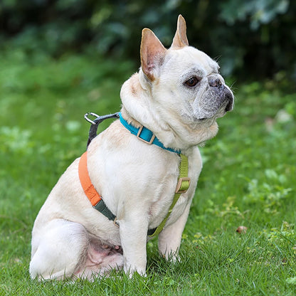 Harnais chien en H | Confortable pour entrainement