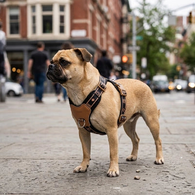 Harnais chien en Y | Sangles ajustables