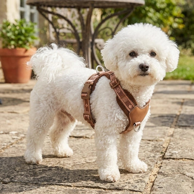 Harnais chien en Y | Sangles ajustables