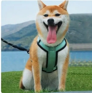 Harnais chien | Ergonomique et pratique