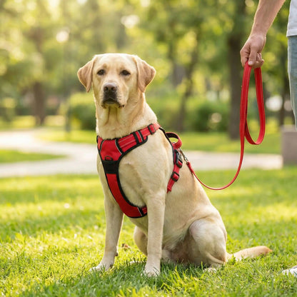 Harnais chien ergonomique pratique labrador rouge