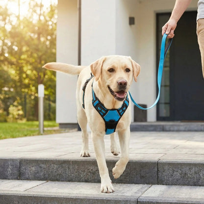 Harnais chien réfléchissant coloré pale labrador bleu