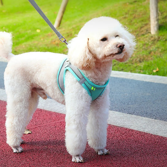 Harnais chien respirant colore caniche bleu