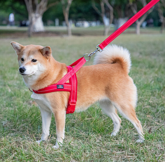 Harnais chien | Support 4 saisons - couleurs vives