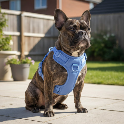 Harnais pour chien | Plein air - couleur primaire