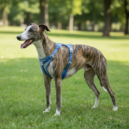 Harnais pour chien | Promenade relaxante - foncé