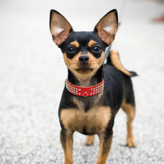 Collier chien | Diamant et suède