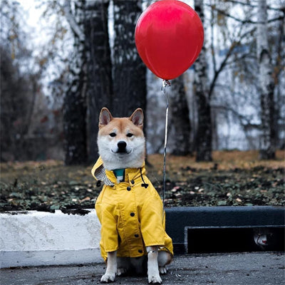 Imperméable  chien | Coupe-vent stylisé