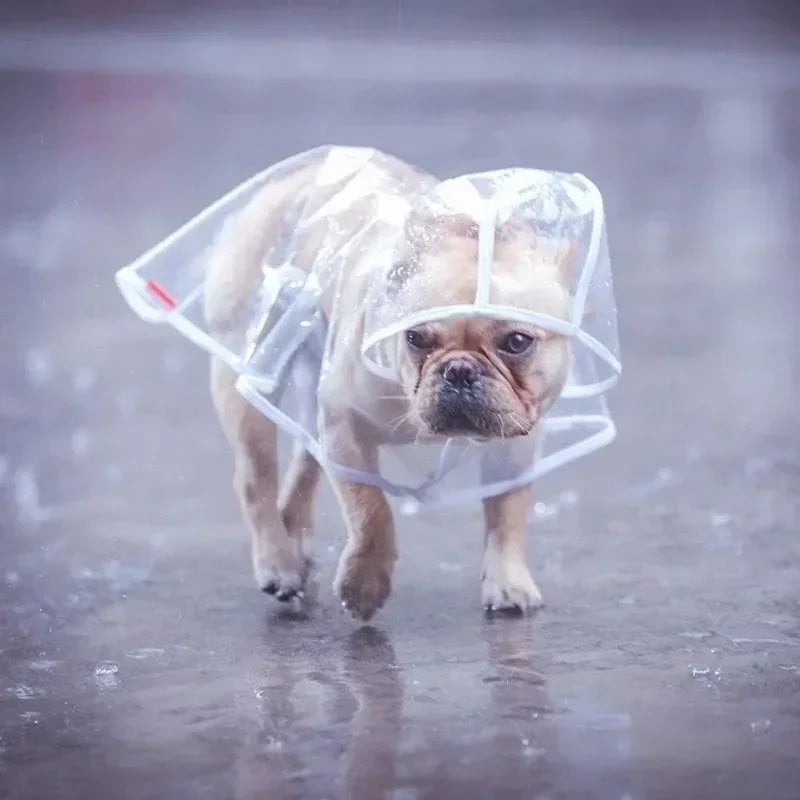 Imperméable chien transparent capuche frenchie solo