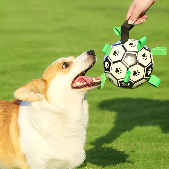Jouet chien balle interactive parc