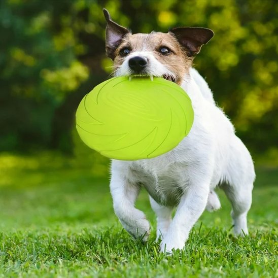 Jouet chien disque volant pliable vert chien court