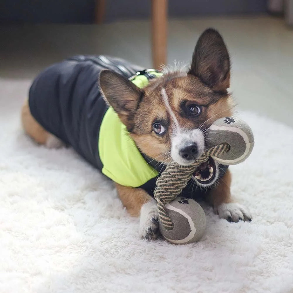 Jouet chien haltère tennis joue salon