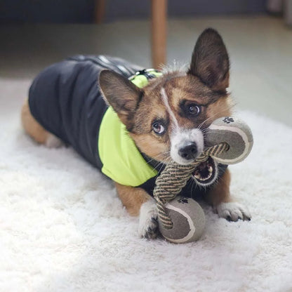 Jouet chien haltère tennis joue salon