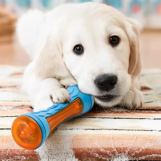 Jouet chien jeux piscine flottant chiot labrador baton