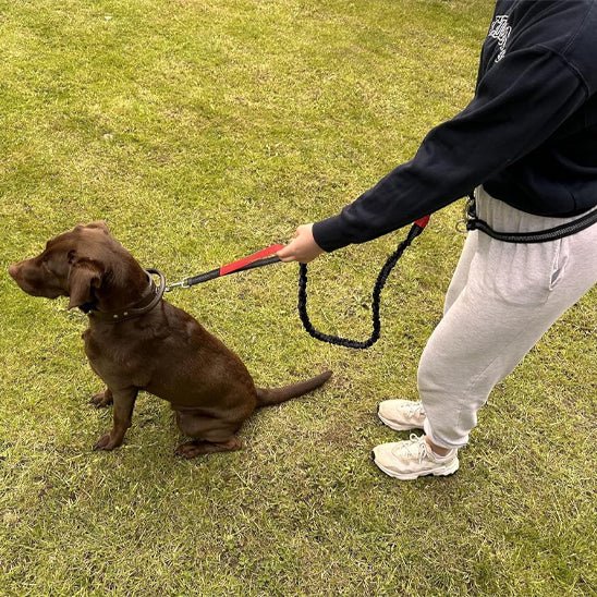 Laisse canicross  Promenade sportive labrador assis rouge