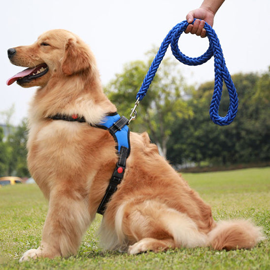 Laisse pour chien Montagnard bleu golden