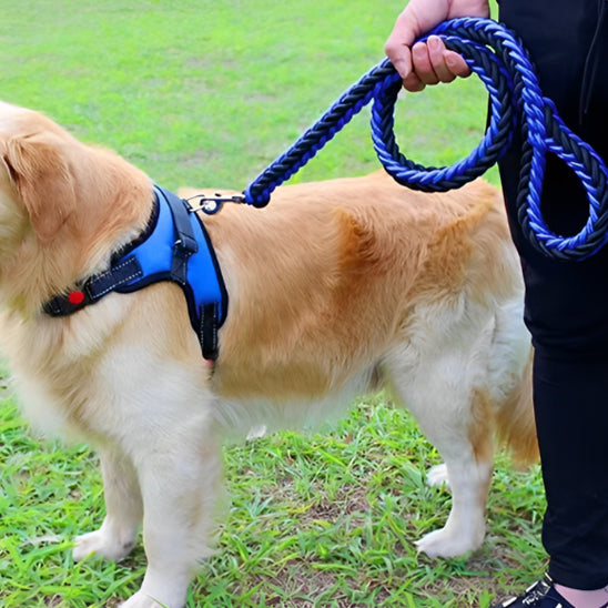 Laisse pour chien Montagnard bleu
