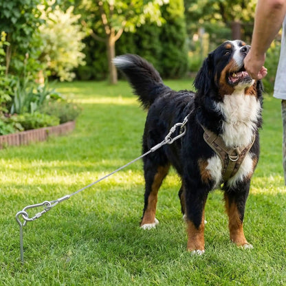 Longe pour chien câble acier Bouvier bernois
