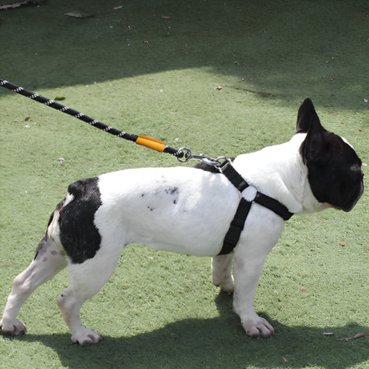 Laisse chien | Liberté et entrainement