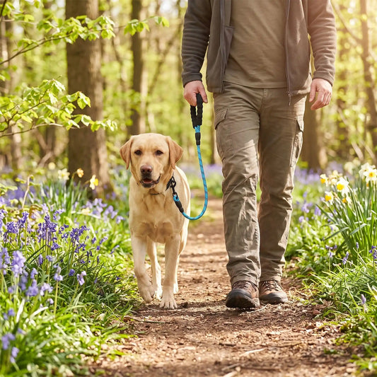 Laisse chien poignée souple courte bleu golden