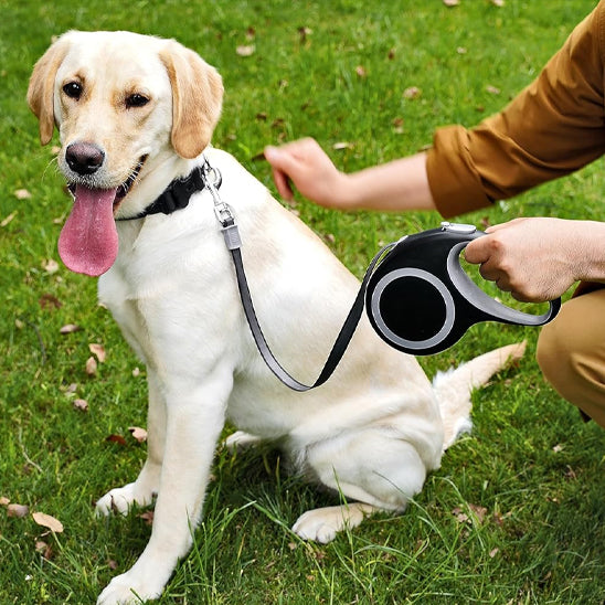 Laisse enrouleur chien randonnée  gris labrador