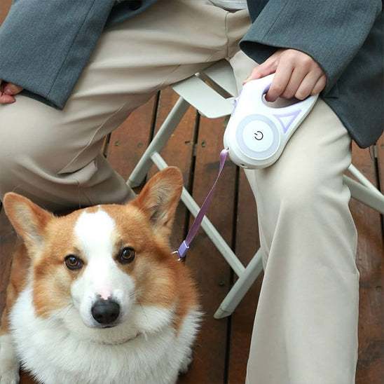 Laisse enrouleur chien lumière LED corgi assis vert