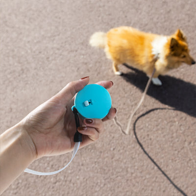 Laisse enrouleur pour chiot | Petite et carré