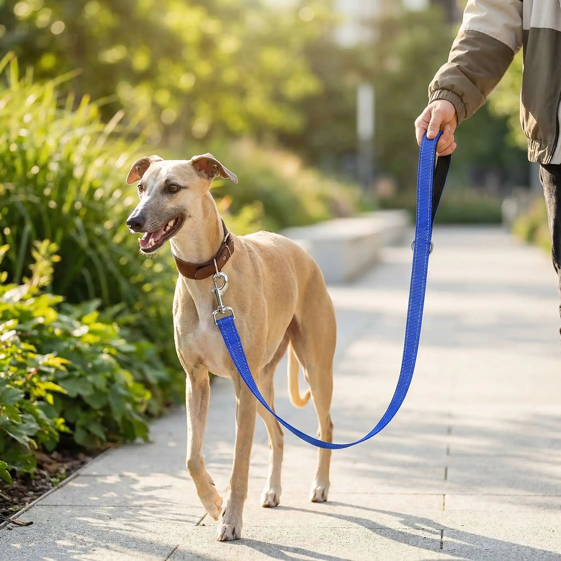 Laisse réfléchissante résistante Whippet bleu