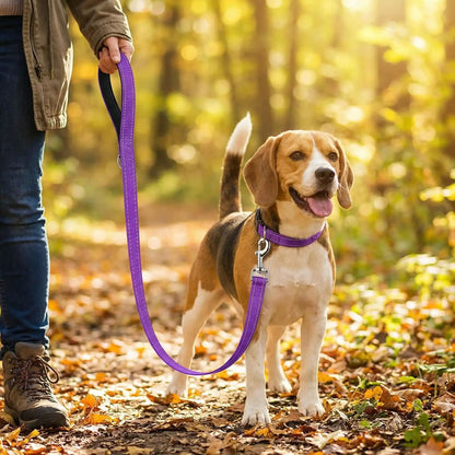 Laisse réfléchissante résistante violet Beagle