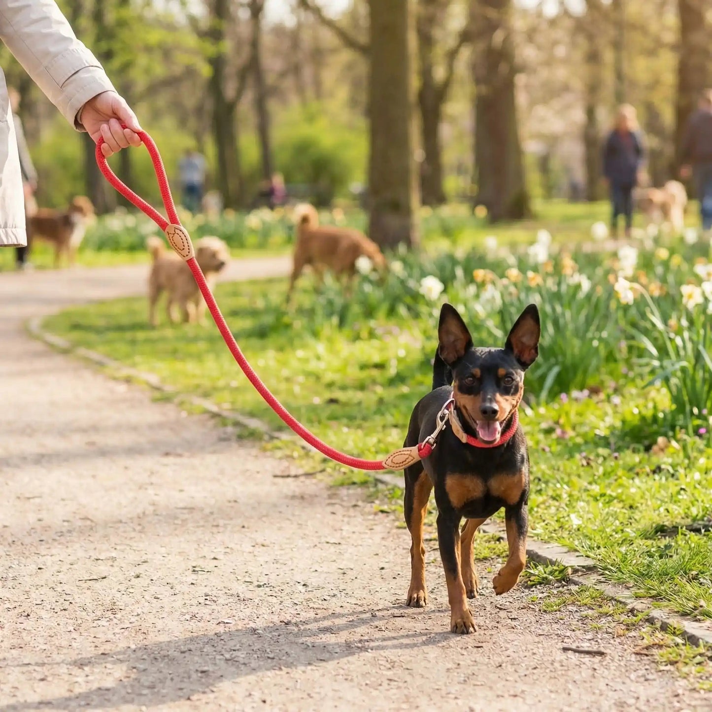 Laisse pour chien tressé antidérapant pinschner