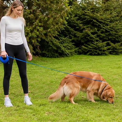 Longe chien | Nylon résistant bleu et rose