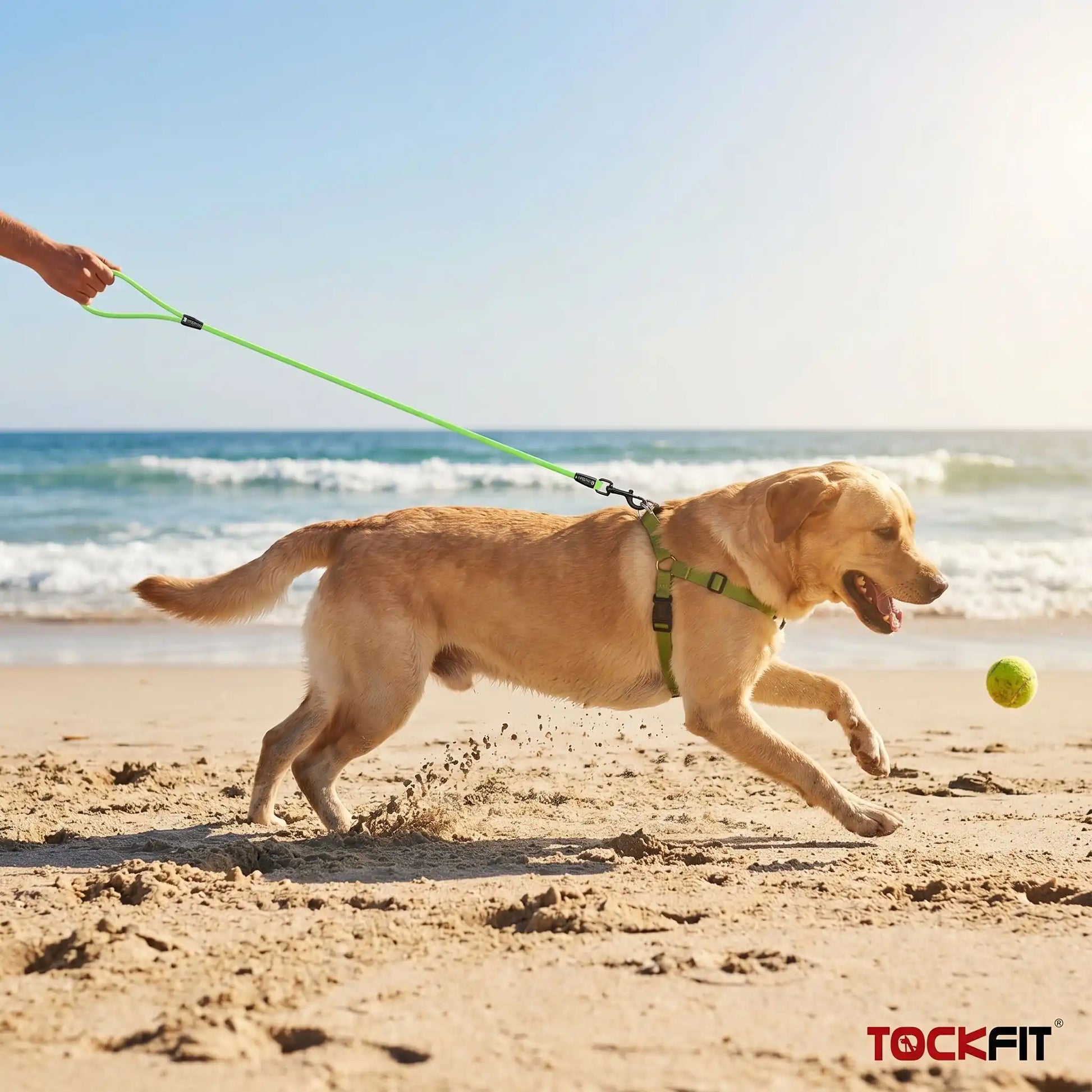 Longe pour chien activités sécurisées labrador plage