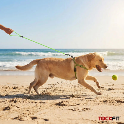 Longe pour chien activités sécurisées labrador plage