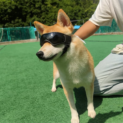 Lunette pour chien | Petite races