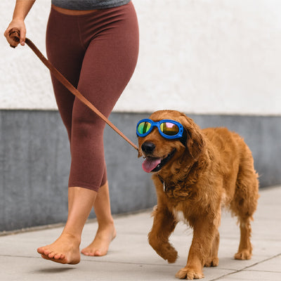 Lunette pour chien | Protège UV - Foncé