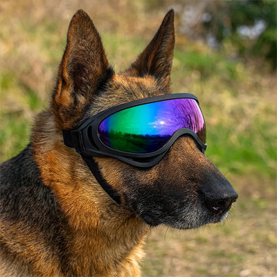 Lunettes pour chien | Réglable et anti-UV