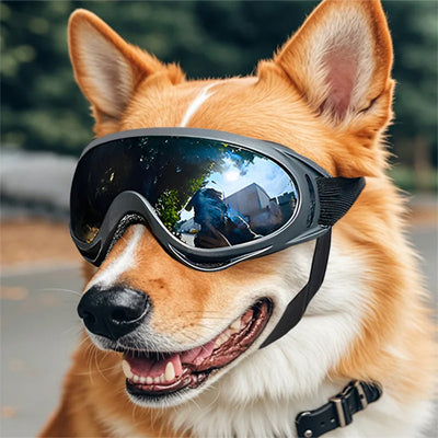 Lunettes pour chien | Réglable et anti-UV