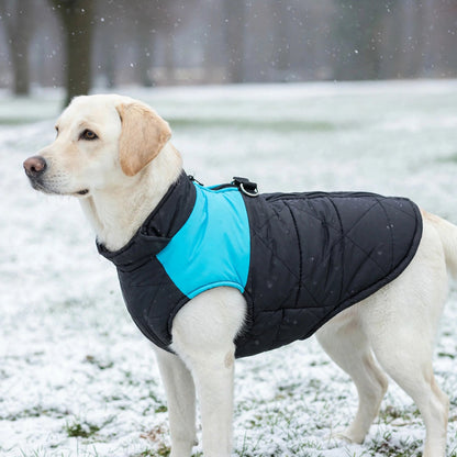 Labrador portant un manteau chien chaud matelassé bleu, sur la neige
