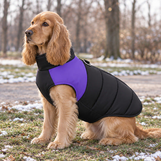 Cocker portant un manteau chien chaud matelassé violet et noir, en extérieur
