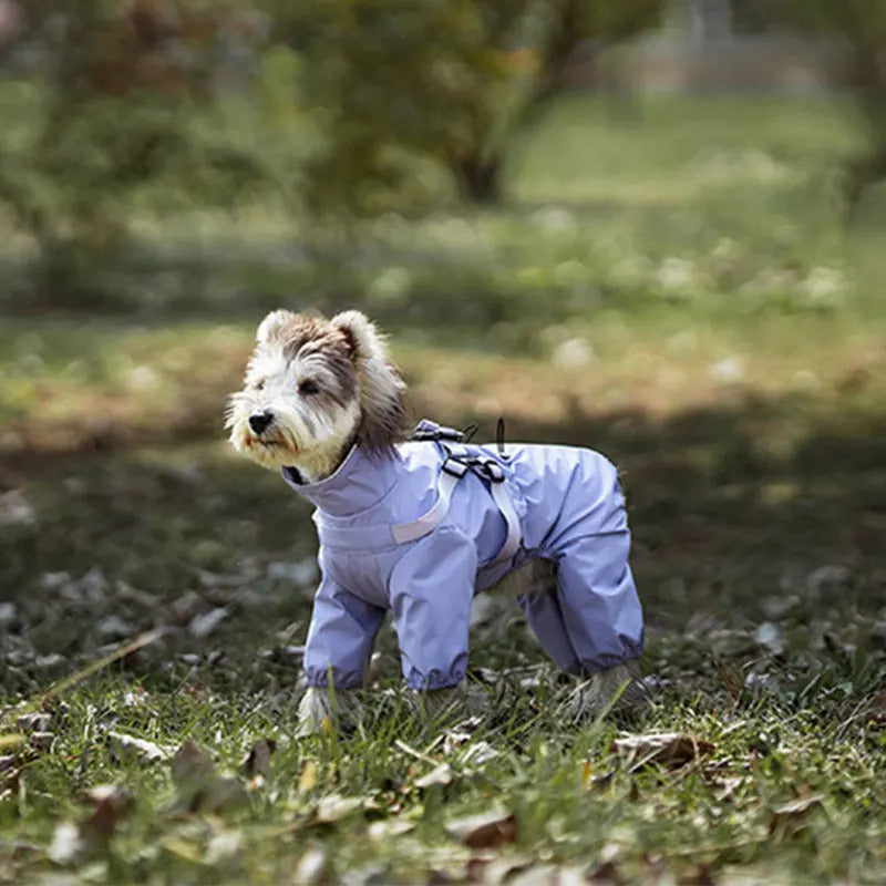 Deux chiens portant des manteaux pour chien imperméables bleus sur l'herbe
