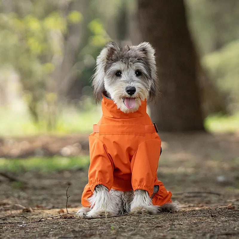 Petit chien portant un manteau pour chien imperméable orange en promenade en forêt
