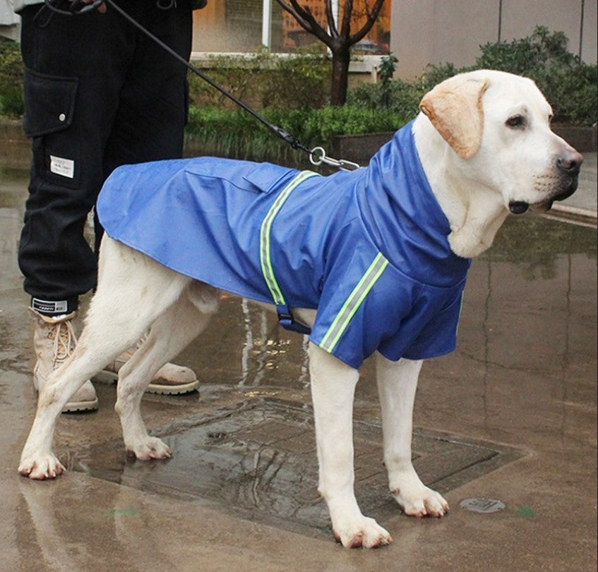 Chien portant un manteau pour chien imperméable bleu, en laisse en extérieur

