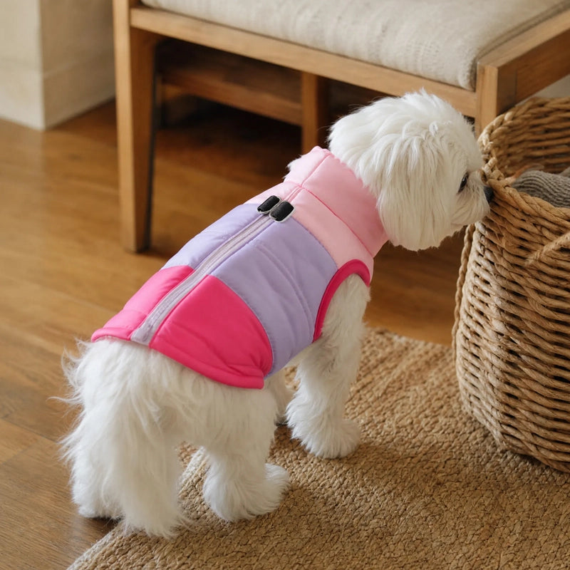 Petit chien vu de dos portant un manteau chien hiver tricolore rose et lavande, veste de neige matelassée à fermeture éclair dorsale
